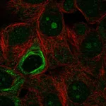 Atlas Antibodies Anti-NOL9 Antibody