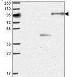 Atlas Antibodies Anti-NOM1 Antibody