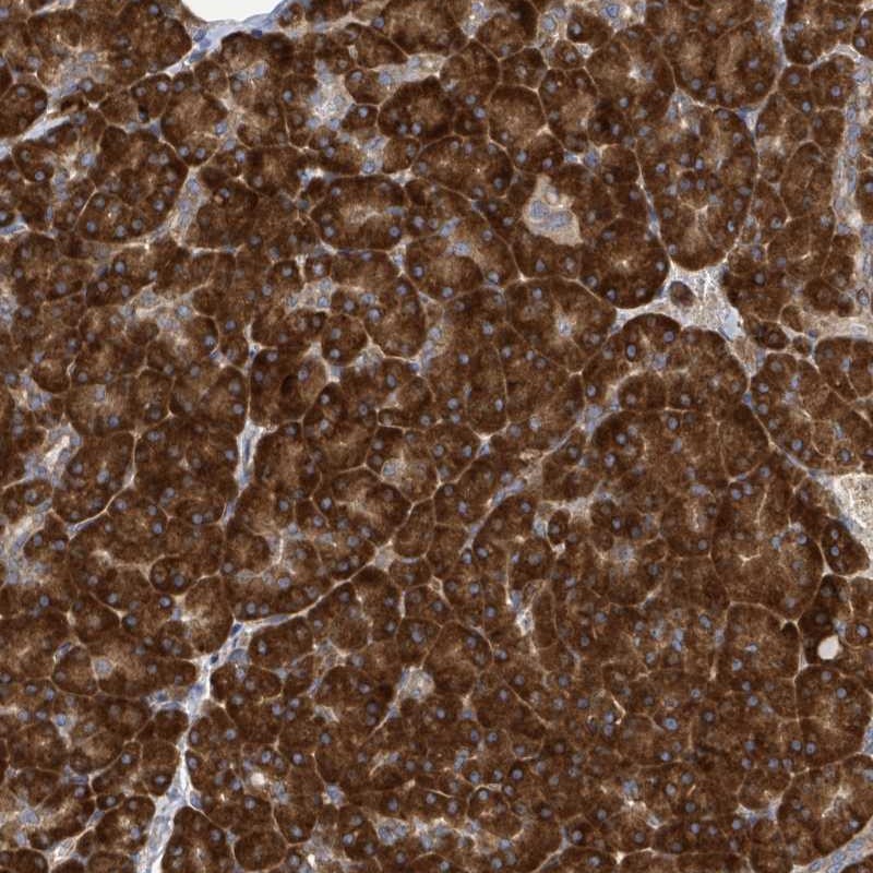 Atlas Antibodies Anti-NOMO1 Antibody
