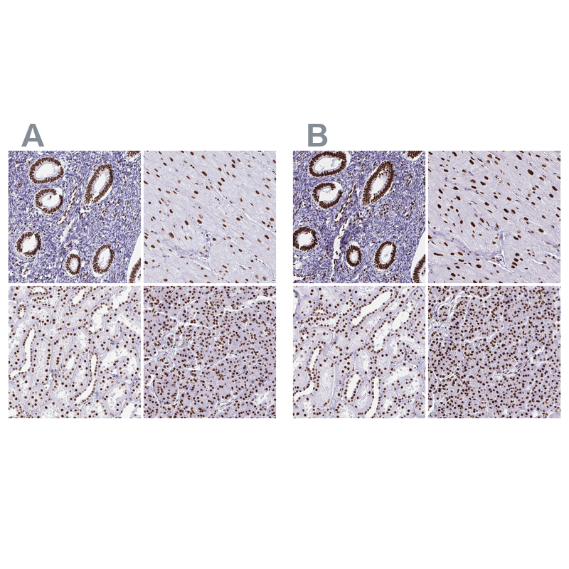 Atlas Antibodies Anti-NONO Antibody
