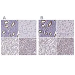 Atlas Antibodies Anti-NONO Antibody