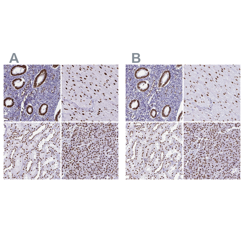 Atlas Antibodies Anti-NONO Antibody