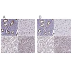 Atlas Antibodies Anti-NONO Antibody