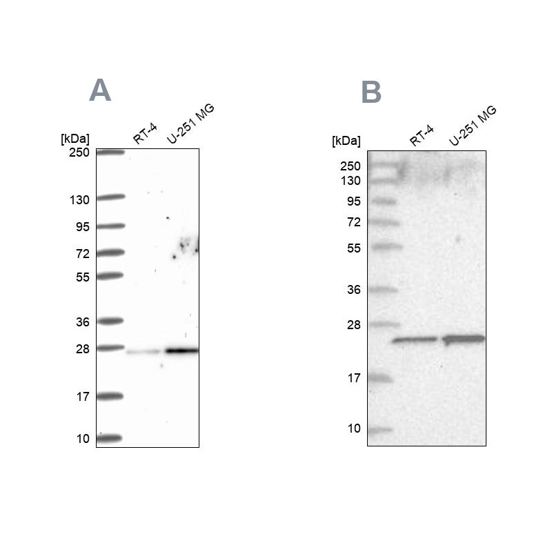 Atlas Antibodies Anti-NOP16 Antibody