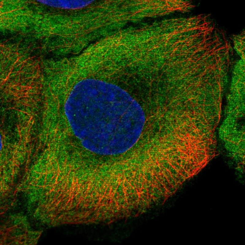 Atlas Antibodies Anti-NOS1 Antibody