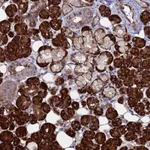 Atlas Antibodies Anti-NOSTRIN Antibody