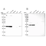 Atlas Antibodies Anti-NOSIP Antibody
