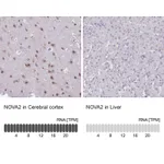 Atlas Antibodies Anti-NOVA2 Antibody