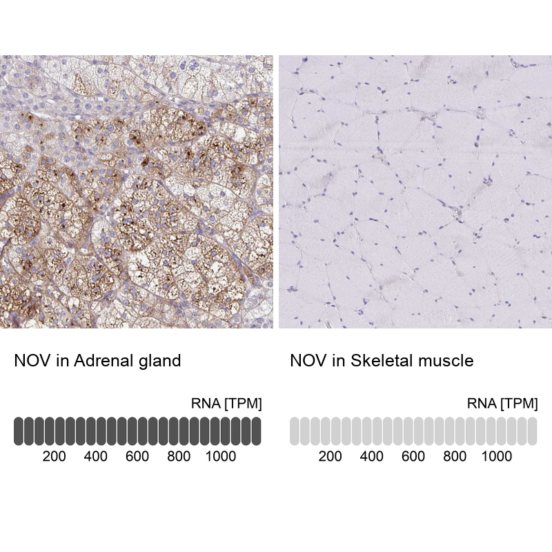 Atlas Antibodies Anti-NOV Antibody