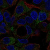 Atlas Antibodies Anti-NOTUM Antibody