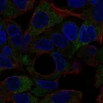 Atlas Antibodies Anti-NOTUM Antibody