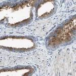 Atlas Antibodies Anti-NPDC1 Antibody