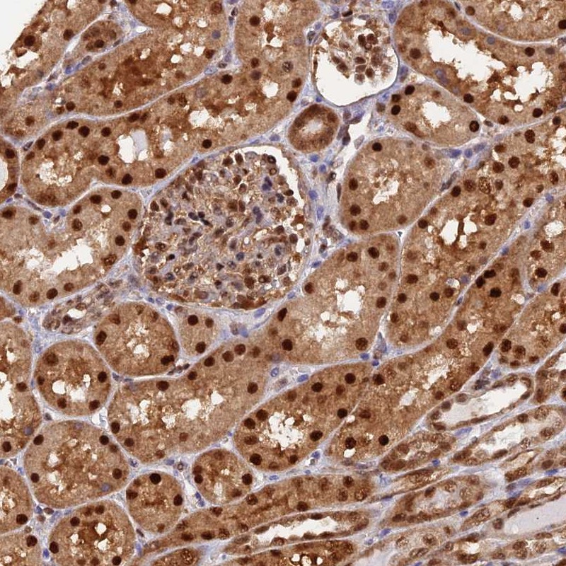 Atlas Antibodies Anti-NPEPL1 Antibody