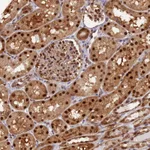 Atlas Antibodies Anti-NPEPL1 Antibody