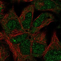 Atlas Antibodies Anti-NPHP4 Antibody