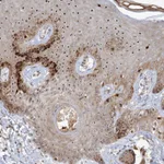Atlas Antibodies Anti-NPM3 Antibody