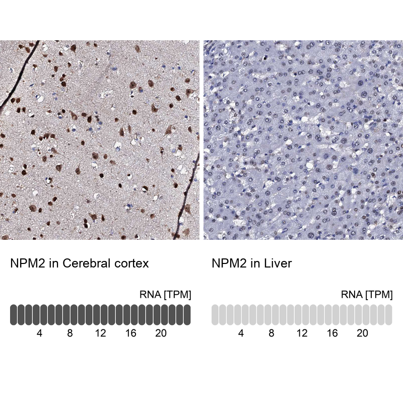 Atlas Antibodies Anti-NPM2 Antibody