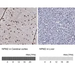 Atlas Antibodies Anti-NPM2 Antibody