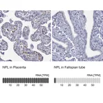 Atlas Antibodies Anti-NPL Antibody