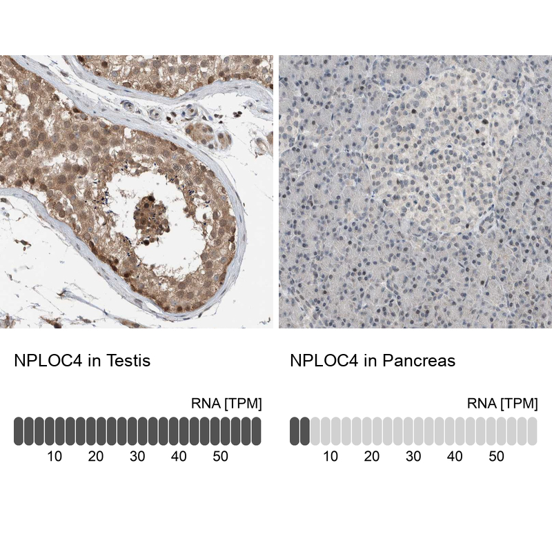 Atlas Antibodies Anti-NPLOC4 Antibody