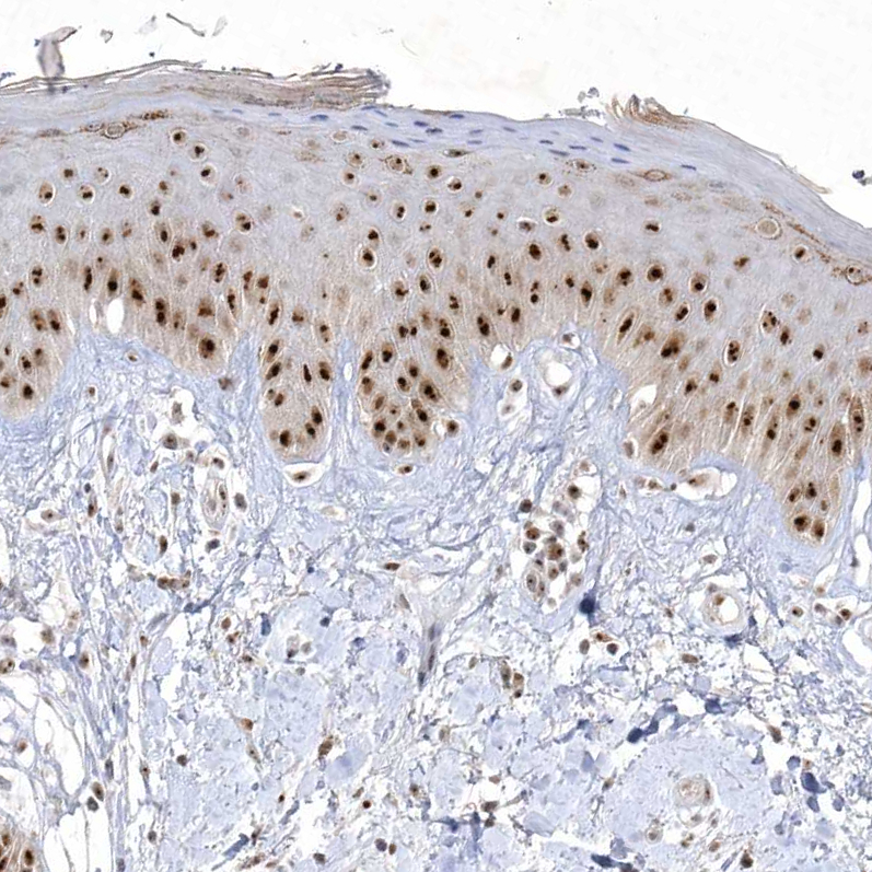 Atlas Antibodies Anti-NPM3 Antibody