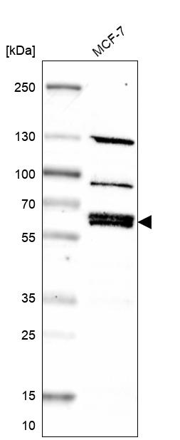 Atlas Antibodies Anti-NPNT Antibody