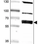 Atlas Antibodies Anti-NPNT Antibody