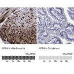 Atlas Antibodies Anti-NPPA Antibody