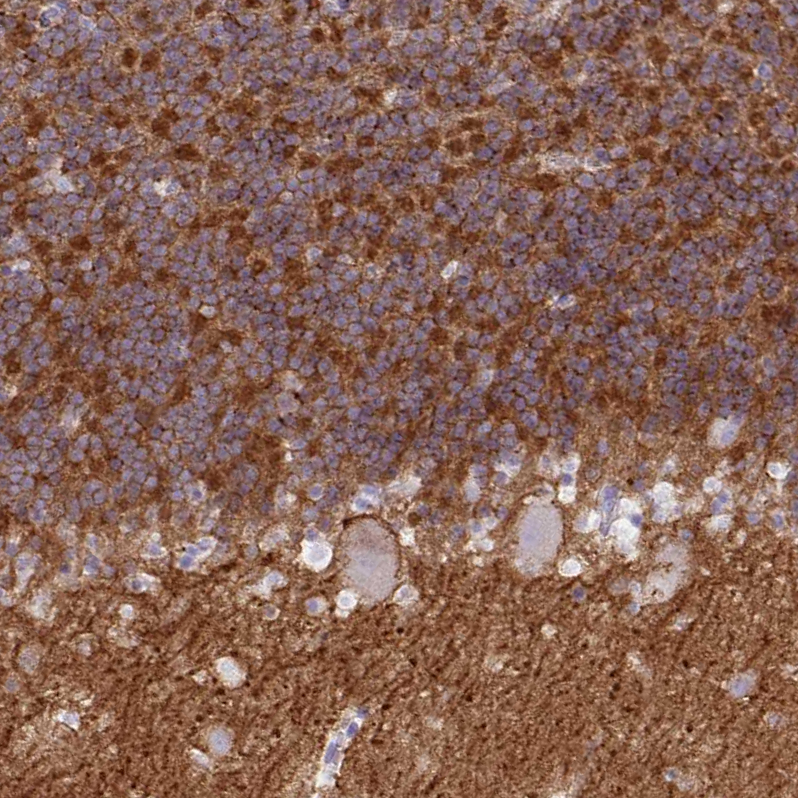 Atlas Antibodies Anti-NPTN Antibody