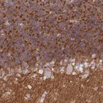 Atlas Antibodies Anti-NPTN Antibody