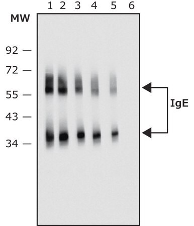 Merck Anti-Human IgE antibody, Mouse monoclonal