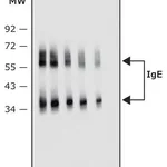 Merck Anti-Human IgE antibody, Mouse monoclonal
