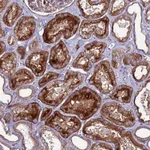 Atlas Antibodies Anti-NRN1L Antibody