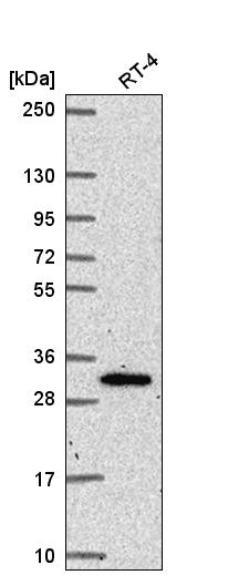 Atlas Antibodies Anti-NRIP3 Antibody
