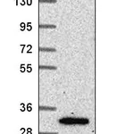 Atlas Antibodies Anti-NRIP3 Antibody