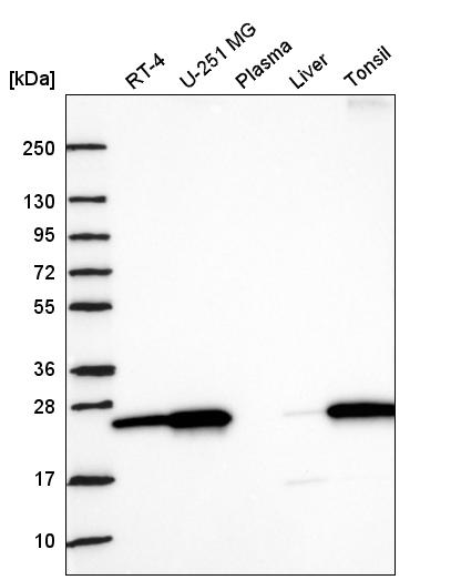 Atlas Antibodies Anti-NRM Antibody