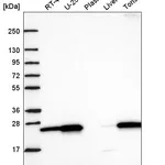 Atlas Antibodies Anti-NRM Antibody
