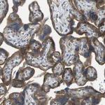 Atlas Antibodies Anti-NRK Antibody