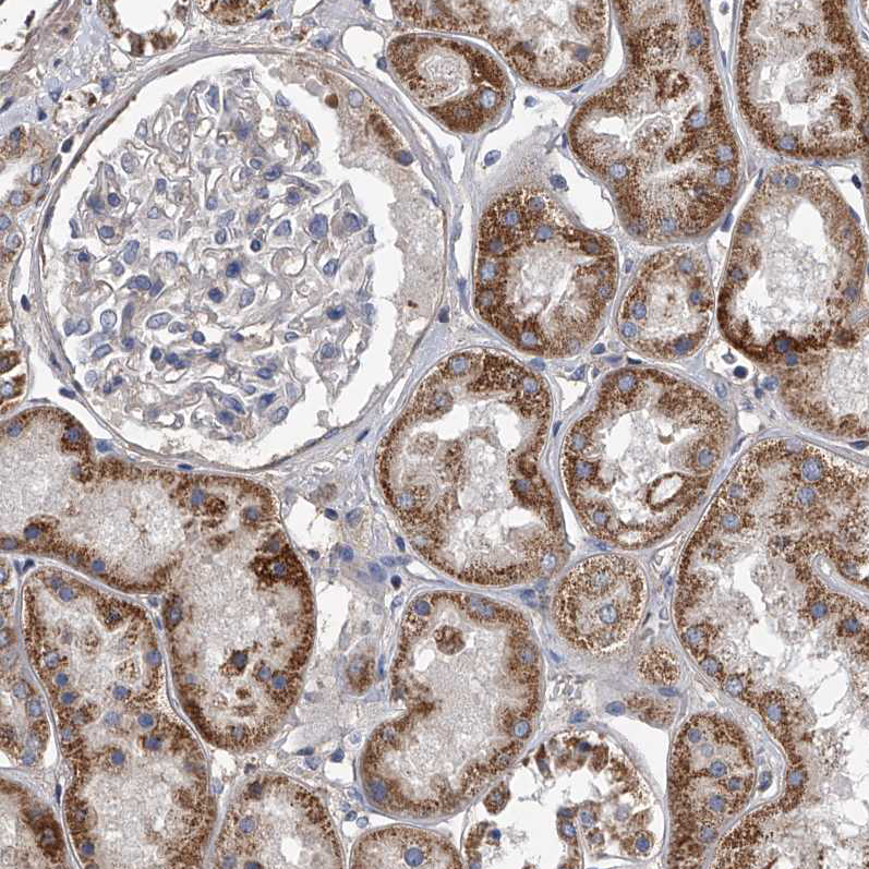 Atlas Antibodies Anti-NRP1 Antibody