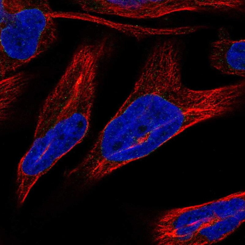 Atlas Antibodies Anti-NRM Antibody