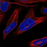 Atlas Antibodies Anti-NRM Antibody