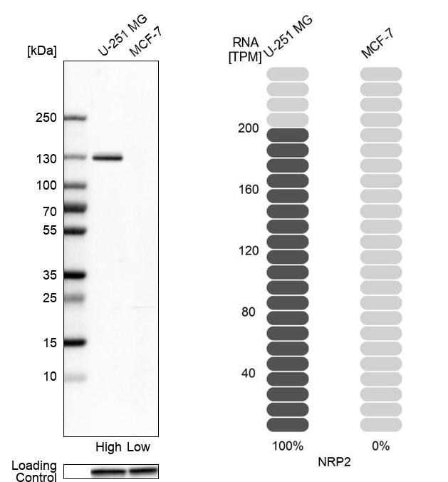 Atlas Antibodies Anti-NRP2 Antibody