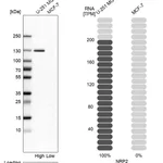 Atlas Antibodies Anti-NRP2 Antibody