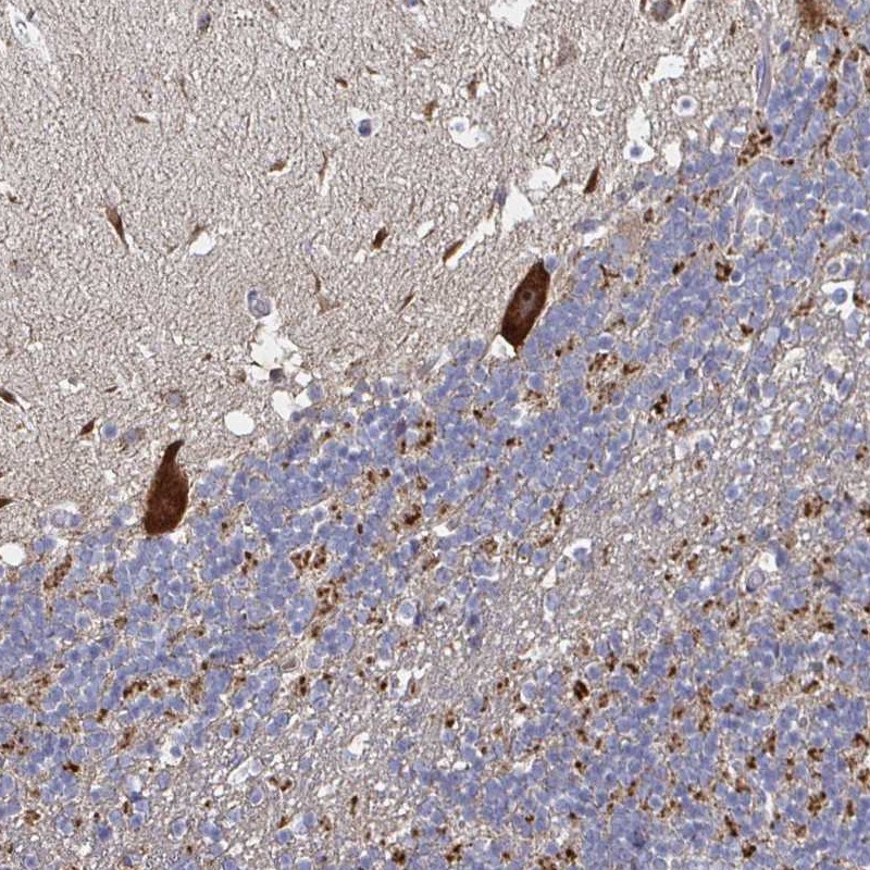 Atlas Antibodies Anti-NRSN1 Antibody