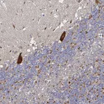 Atlas Antibodies Anti-NRSN1 Antibody