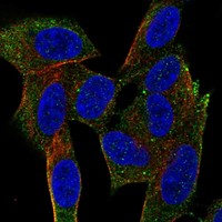 Atlas Antibodies Anti-NRSN1 Antibody