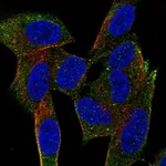 Atlas Antibodies Anti-NRSN1 Antibody
