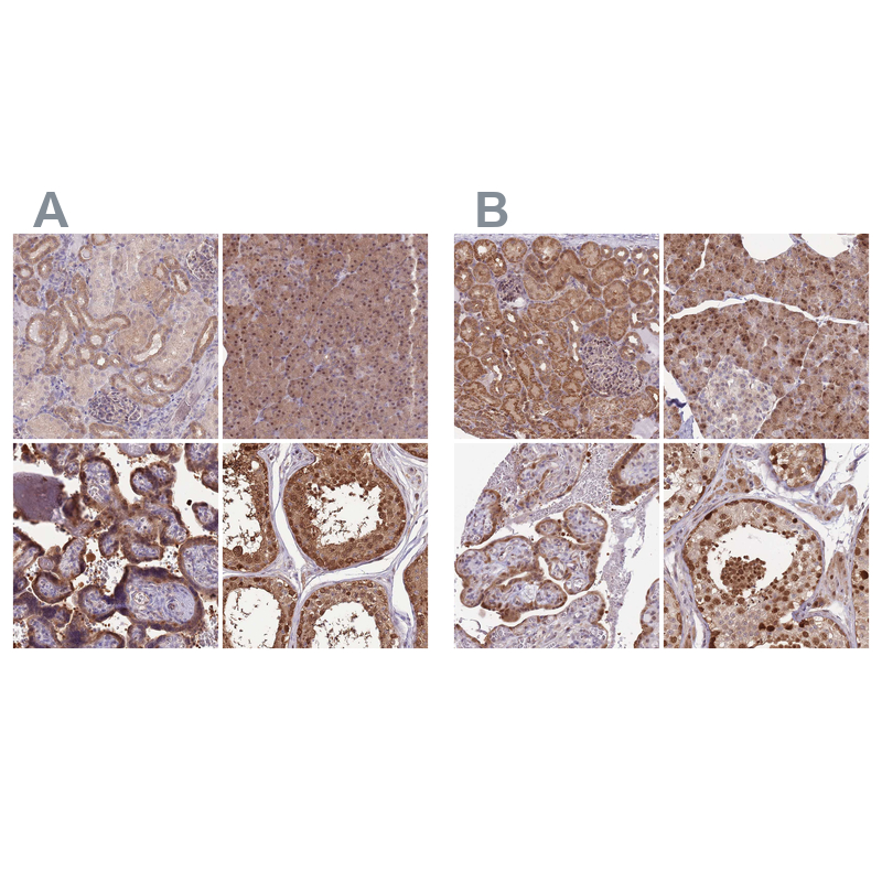 Atlas Antibodies Anti-NSFL1C Antibody
