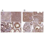Atlas Antibodies Anti-NSFL1C Antibody