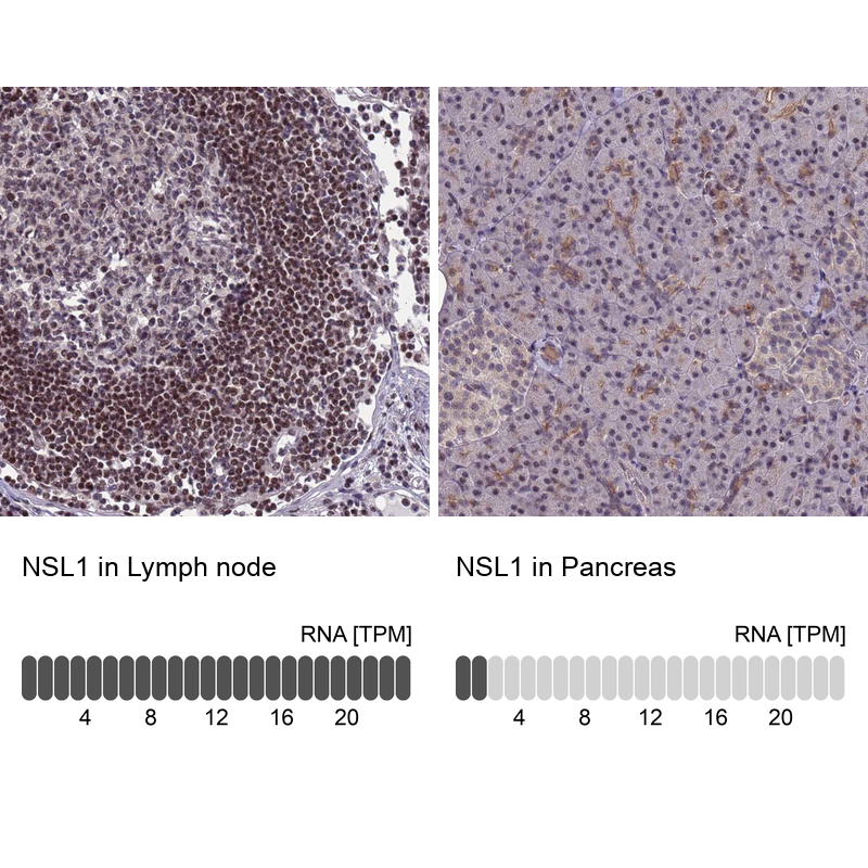 Atlas Antibodies Anti-NSL1 Antibody